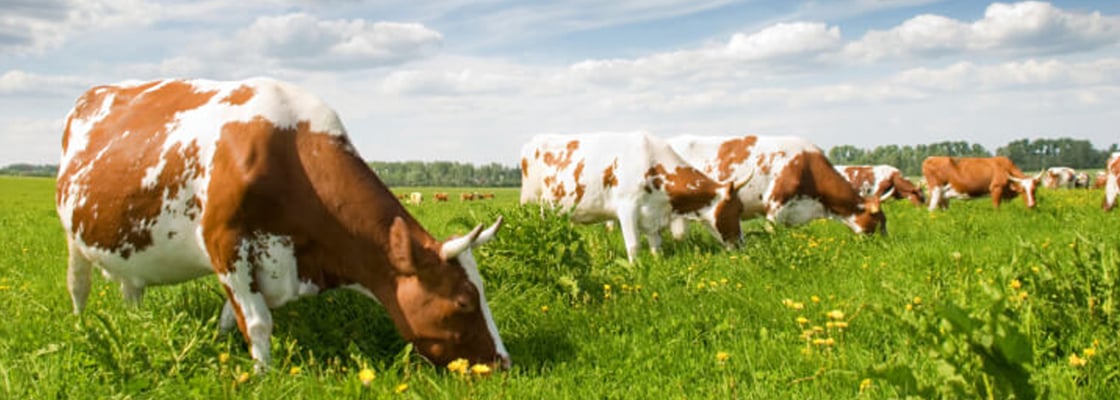 The Real Environmental Impact of Red Meat: Part 2
